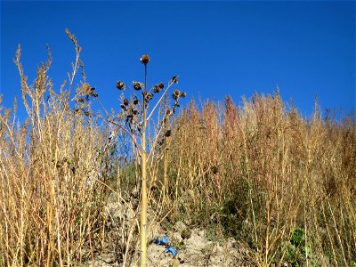 Sandhügel im Gelände der ehemaligen Zuckerfabrik in Waghäusel mit dominantem Bestand vom Weißen Gänsefuß (Chenopodium album)