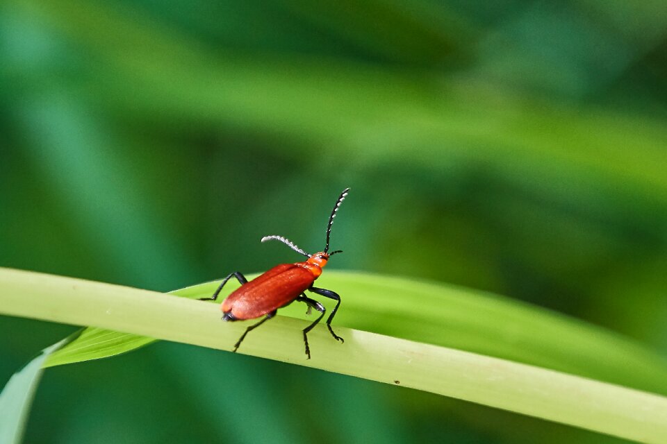 Insect macro red beetle