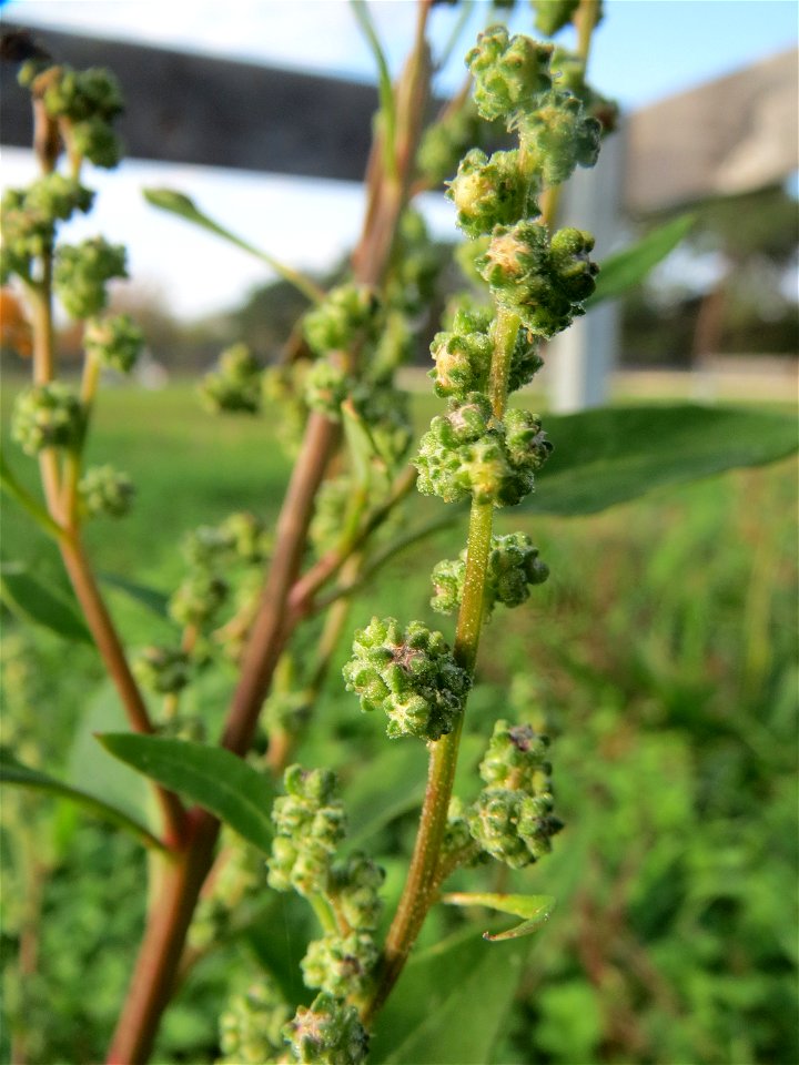 Weißer Gänsefuß (Chenopodium album) in Hockenheim