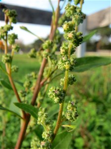 Weißer Gänsefuß (Chenopodium album) in Hockenheim