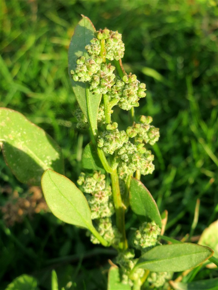 Weißer Gänsefuß (Chenopodium album) in Hockenheim
