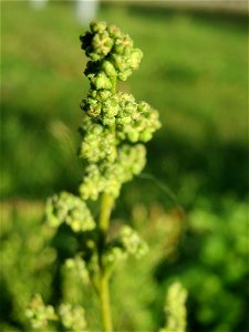 Weißer Gänsefuß (Chenopodium album) in Hockenheim