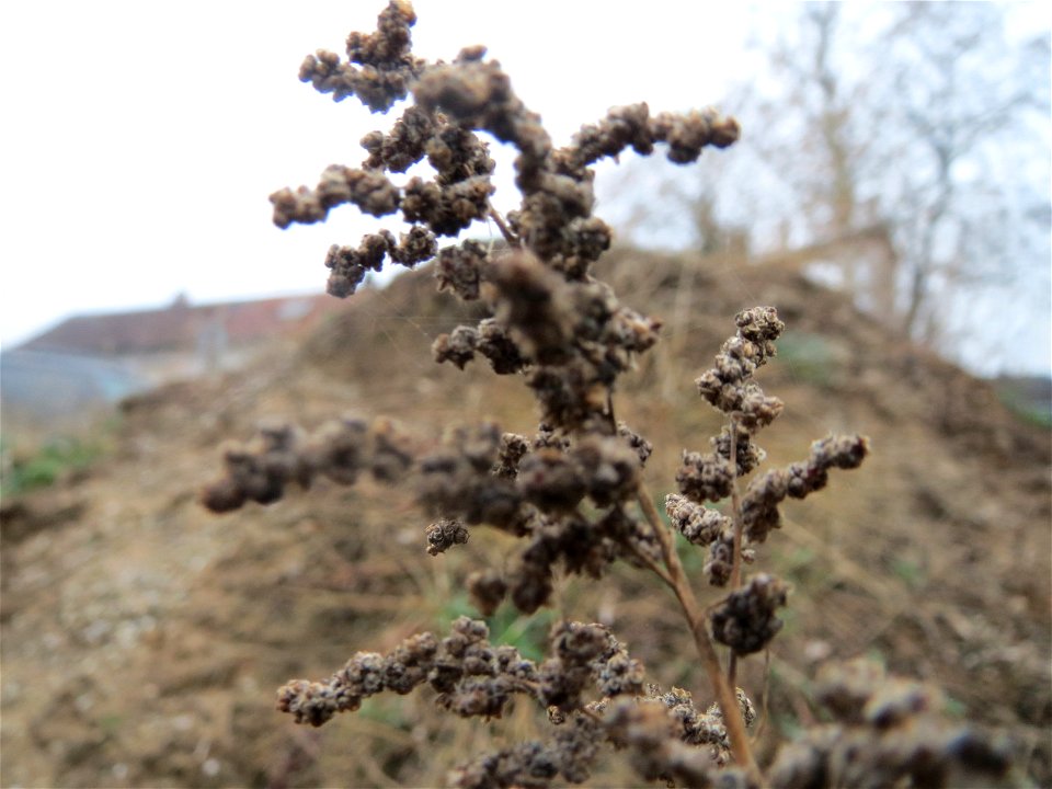 Mumienbotanik: Weißer Gänsefuß (Chenopodium album) auf einer Ruderalfläche an der Berlinallee in Hockenheim