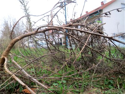 Mumienbotanik: Weißer Gänsefuß (Chenopodium album) auf einer Ruderalfläche an der Berlinallee in Hockenheim
