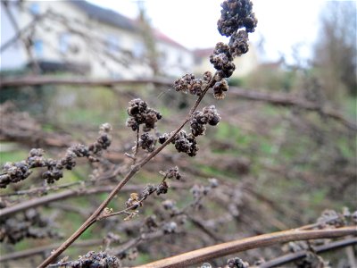 Mumienbotanik: Weißer Gänsefuß (Chenopodium album) auf einer Ruderalfläche an der Berlinallee in Hockenheim
