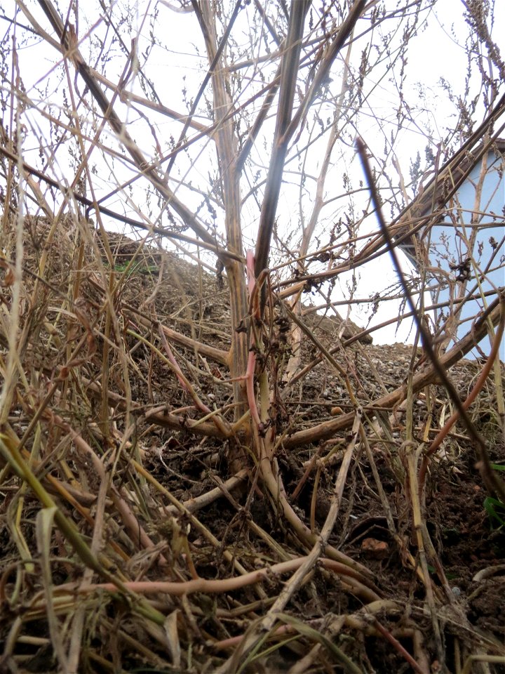 Mumienbotanik: Weißer Gänsefuß (Chenopodium album) auf einer Ruderalfläche an der Berlinallee in Hockenheim