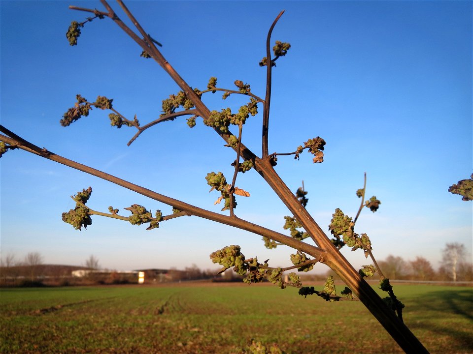 Weißer Gänsefuß (Chenopodium album) bei Reilingen