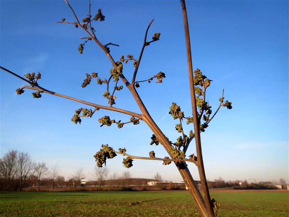 Weißer Gänsefuß (Chenopodium album) bei Reilingen