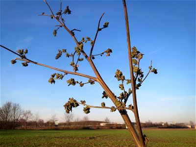 Weißer Gänsefuß (Chenopodium album) bei Reilingen