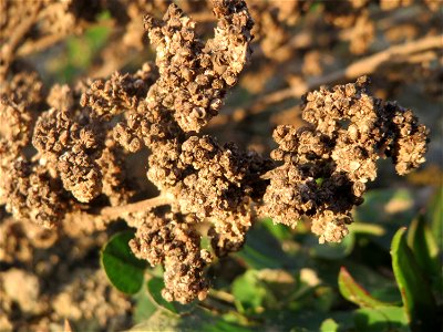 Mumienbotanik: Weißer Gänsefuß (Chenopodium album) auf einer Ruderalfläche am Messplatz Hockenheim - der essbare Gänsefuß ist eine häufige Ruderalpflanze auf Baustellen und sandigen Äckern. Er wächst 