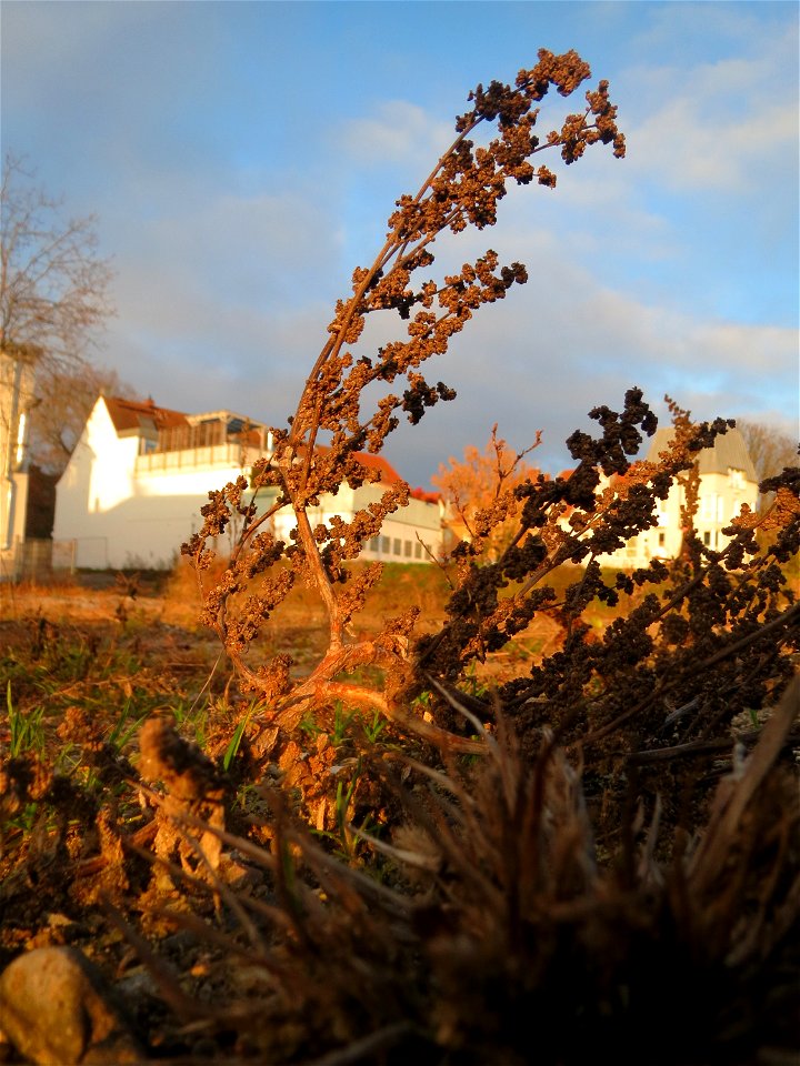 Mumienbotanik: Weißer Gänsefuß (Chenopodium album) auf einer Ruderalfläche am Messplatz Hockenheim - der essbare Gänsefuß ist eine häufige Ruderalpflanze auf Baustellen und sandigen Äckern. Er wächst 
