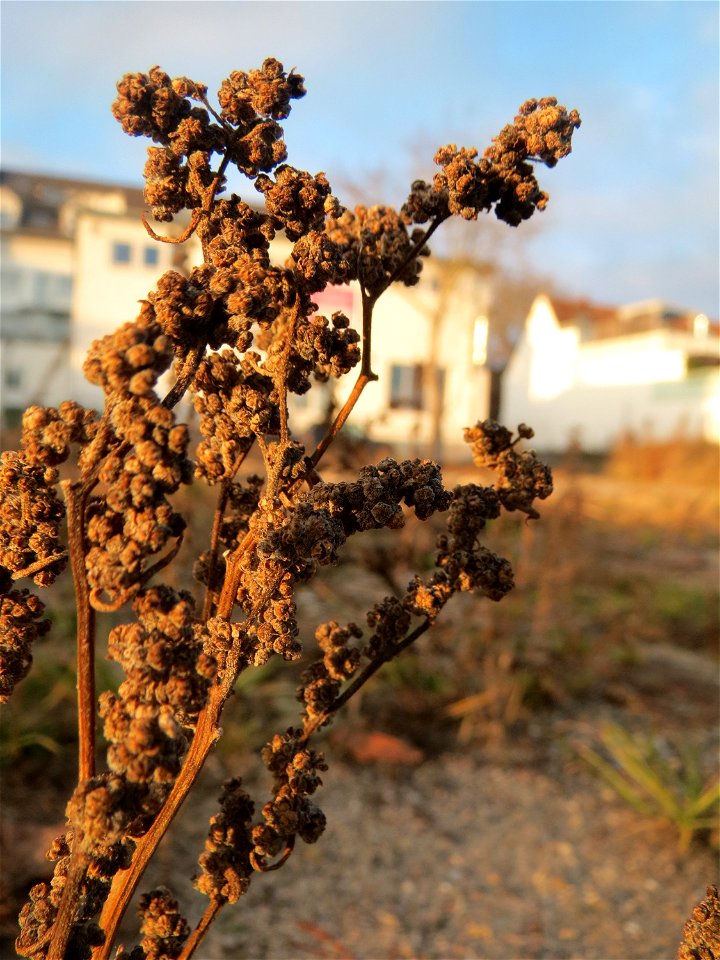 Mumienbotanik: Weißer Gänsefuß (Chenopodium album) auf einer Ruderalfläche am Messplatz Hockenheim - der essbare Gänsefuß ist eine häufige Ruderalpflanze auf Baustellen und sandigen Äckern. Er wächst 