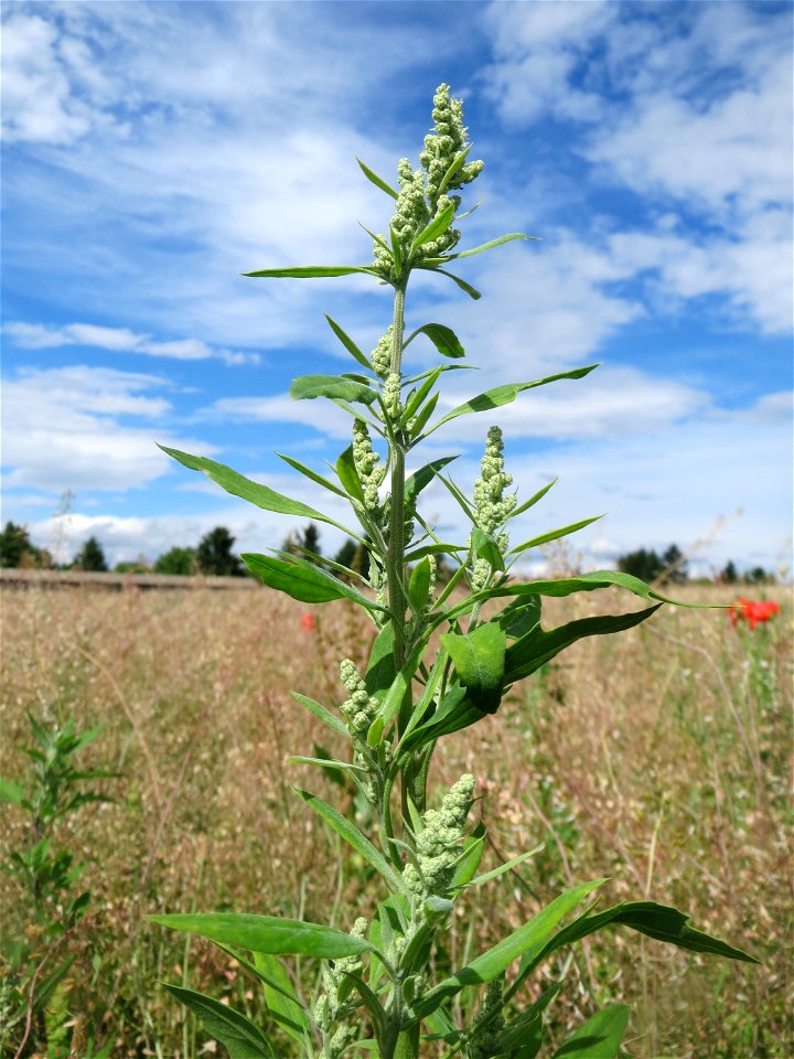 Weißer Gänsefuß (Chenopodium album) auf einer Wiese zum Schutz der Haubenlerche am Stadtrand von Hockenheim