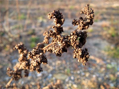 Mumienbotanik: Weißer Gänsefuß (Chenopodium album) auf einer Ruderalfläche am Messplatz Hockenheim - der essbare Gänsefuß ist eine häufige Ruderalpflanze auf Baustellen und sandigen Äckern. Er wächst 