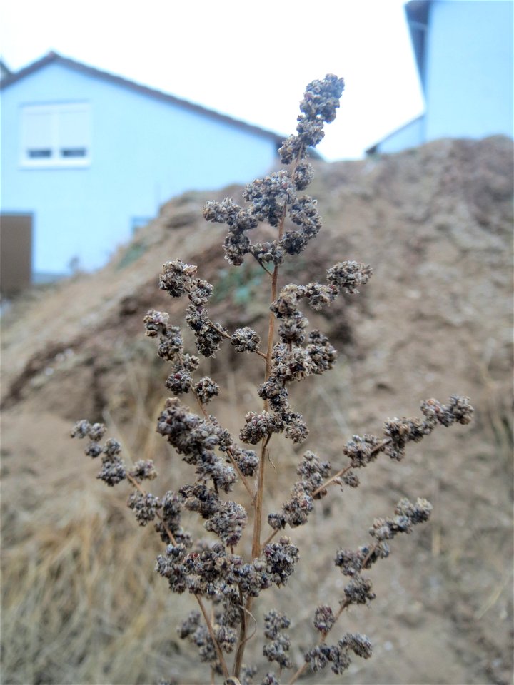 Mumienbotanik: Weißer Gänsefuß (Chenopodium album) auf einer Ruderalfläche an der Berlinallee in Hockenheim
