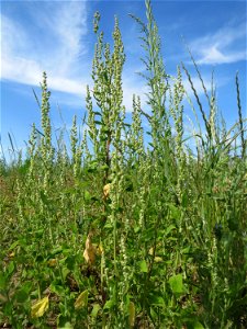 Weißer Gänsefuß (Chenopodium album) auf einer Brachfläche zum Schutz der Haubenlerche beim Dänischen Lager bei Hockenheim