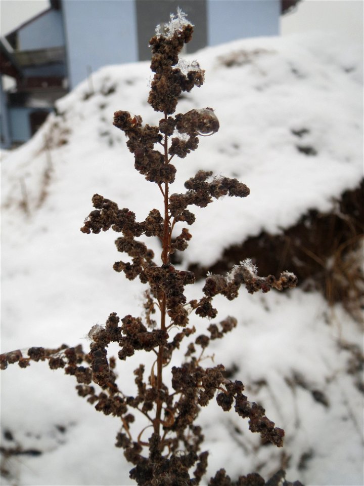 Mumienbotanik: Weißer Gänsefuß (Chenopodium album) auf einer Ruderalfläche an der Berlinallee in Hockenheim