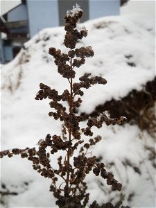 Mumienbotanik: Weißer Gänsefuß (Chenopodium album) auf einer Ruderalfläche an der Berlinallee in Hockenheim