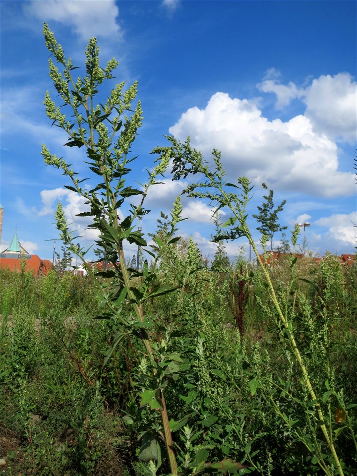 Weißer Gänsefuß (Chenopodium album) auf einer Brachfläche am Messplatz in Hockenheim