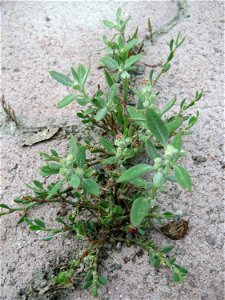 Ritzenbotanik: Weißer Gänsefuß (Chenopodium album) auf Pflastersteinen in Hockenheim