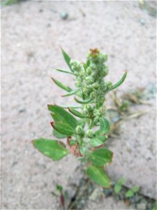 Ritzenbotanik: Weißer Gänsefuß (Chenopodium album) auf Pflastersteinen in Hockenheim