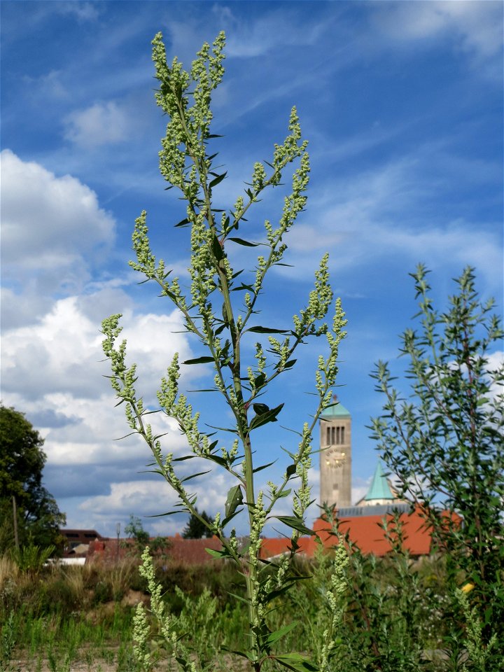Weißer Gänsefuß (Chenopodium album) auf einer Brachfläche am Messplatz in Hockenheim
