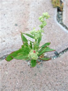Ritzenbotanik: Weißer Gänsefuß (Chenopodium album) auf Pflastersteinen in Hockenheim