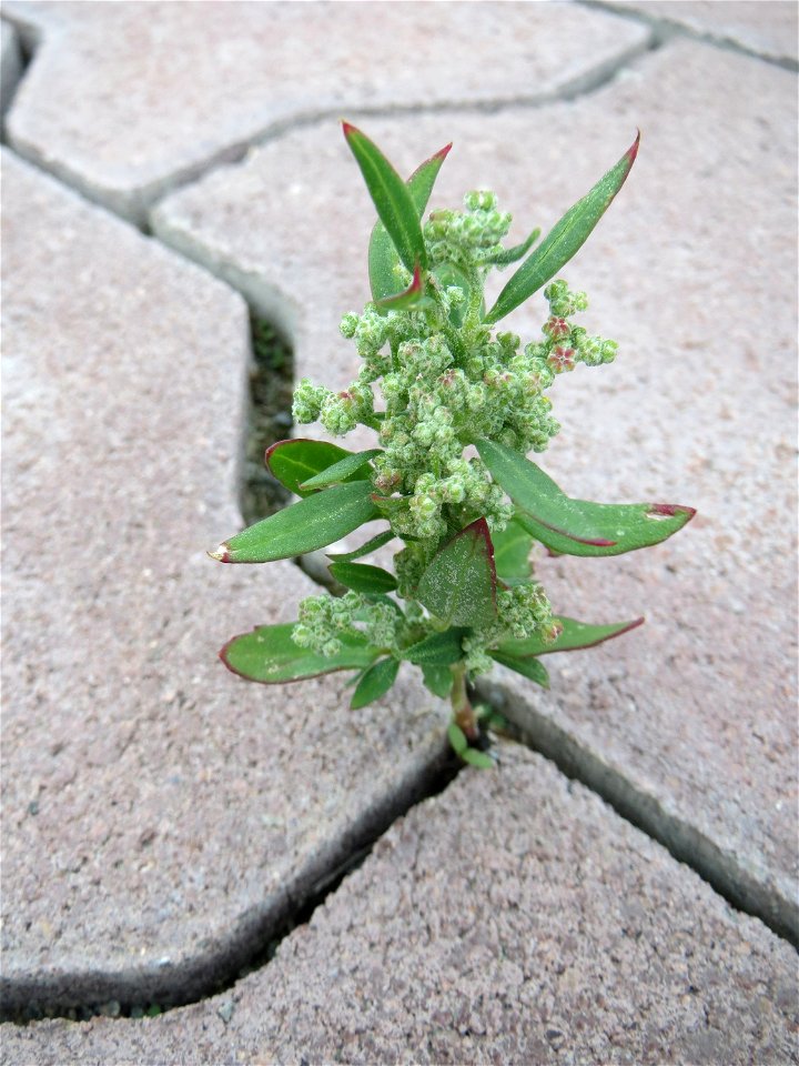 Ritzenbotanik: Weißer Gänsefuß (Chenopodium album) auf Pflastersteinen in Hockenheim