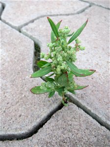 Ritzenbotanik: Weißer Gänsefuß (Chenopodium album) auf Pflastersteinen in Hockenheim