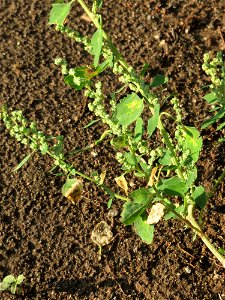 Weißer Gänsefuß (Chenopodium album) in Saarbrücken