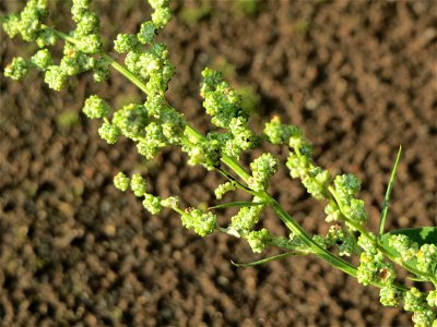 Weißer Gänsefuß (Chenopodium album) in Saarbrücken