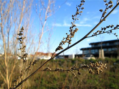 Mumienbotanik: Weißer Gänsefuß (Chenopodium album) auf einer Brachfläche am Messplatz in Hockenheim - der essbare Gänsefuß ist eine häufige Ruderalpflanze auf Baustellen und sandigen Äckern.