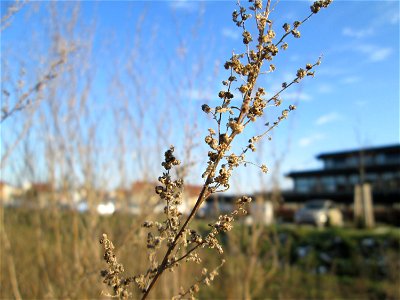 Mumienbotanik: Weißer Gänsefuß (Chenopodium album) auf einer Brachfläche am Messplatz in Hockenheim - der essbare Gänsefuß ist eine häufige Ruderalpflanze auf Baustellen und sandigen Äckern.