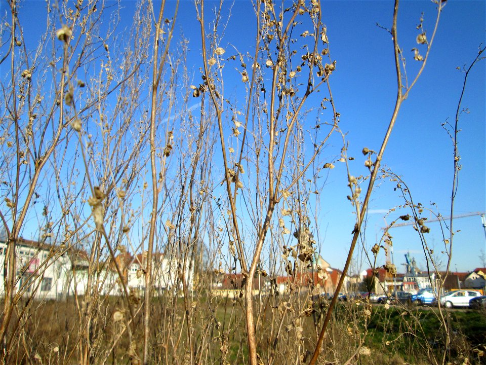 Mumienbotanik: Weißer Gänsefuß (Chenopodium album) auf einer Brachfläche am Messplatz in Hockenheim - der essbare Gänsefuß ist eine häufige Ruderalpflanze auf Baustellen und sandigen Äckern.