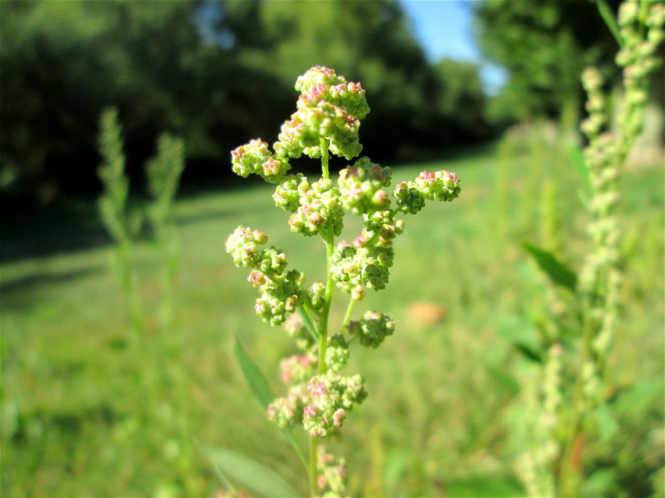 Weißer Gänsefuß (Chenopodium album) in Saarbrücken
