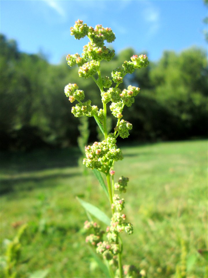 Weißer Gänsefuß (Chenopodium album) in Saarbrücken