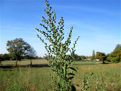 Weißer Gänsefuß (Chenopodium album) in Hockenheim
