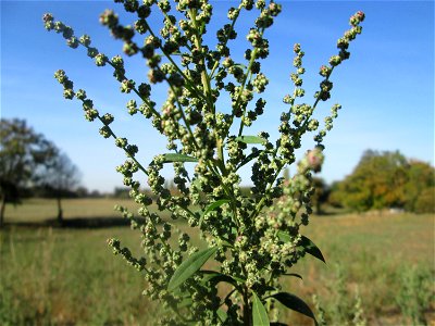 Weißer Gänsefuß (Chenopodium album) in Hockenheim