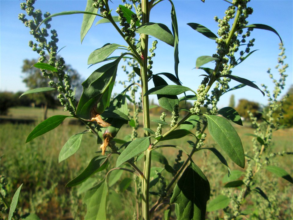 Weißer Gänsefuß (Chenopodium album) in Hockenheim