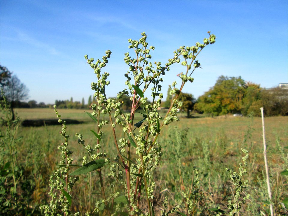 Weißer Gänsefuß (Chenopodium album) in Hockenheim
