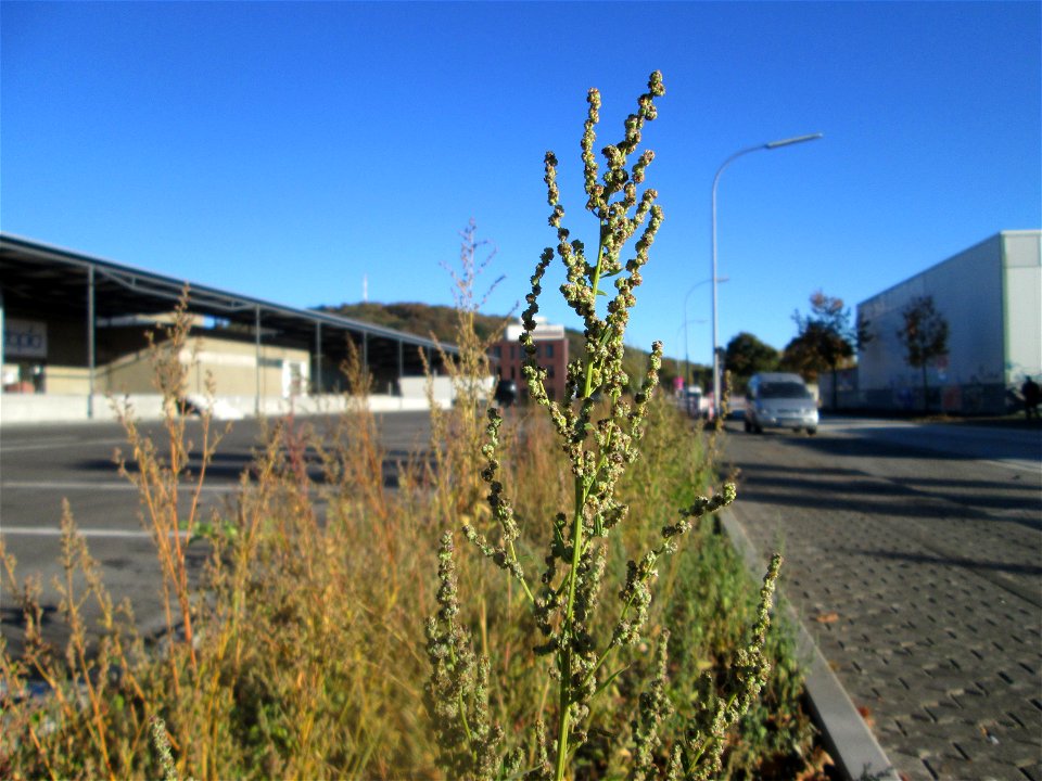 Weißer Gänsefuß (Chenopodium album) im Gewerbegebiet Saarbrücken-Ost - typische Pflanze für solch einen Standort