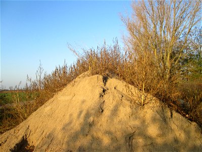 Weißer Gänsefuß (Chenopodium album) bei Reilingen - kaum ist irgendwo ein Sandhügel aufgeschüttet ist dieser Gänsefuß eine der ersten Pflanzen darauf