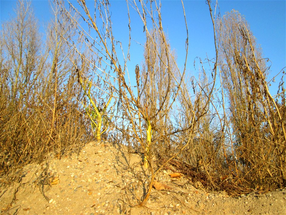 Weißer Gänsefuß (Chenopodium album) bei Reilingen - kaum ist irgendwo ein Sandhügel aufgeschüttet ist dieser Gänsefuß eine der ersten Pflanzen darauf