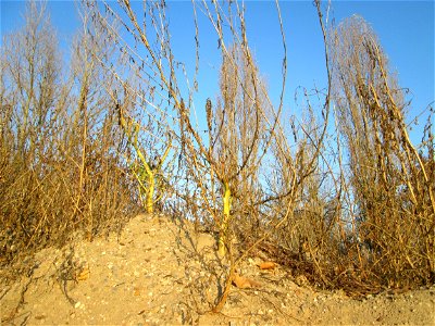 Weißer Gänsefuß (Chenopodium album) bei Reilingen - kaum ist irgendwo ein Sandhügel aufgeschüttet ist dieser Gänsefuß eine der ersten Pflanzen darauf