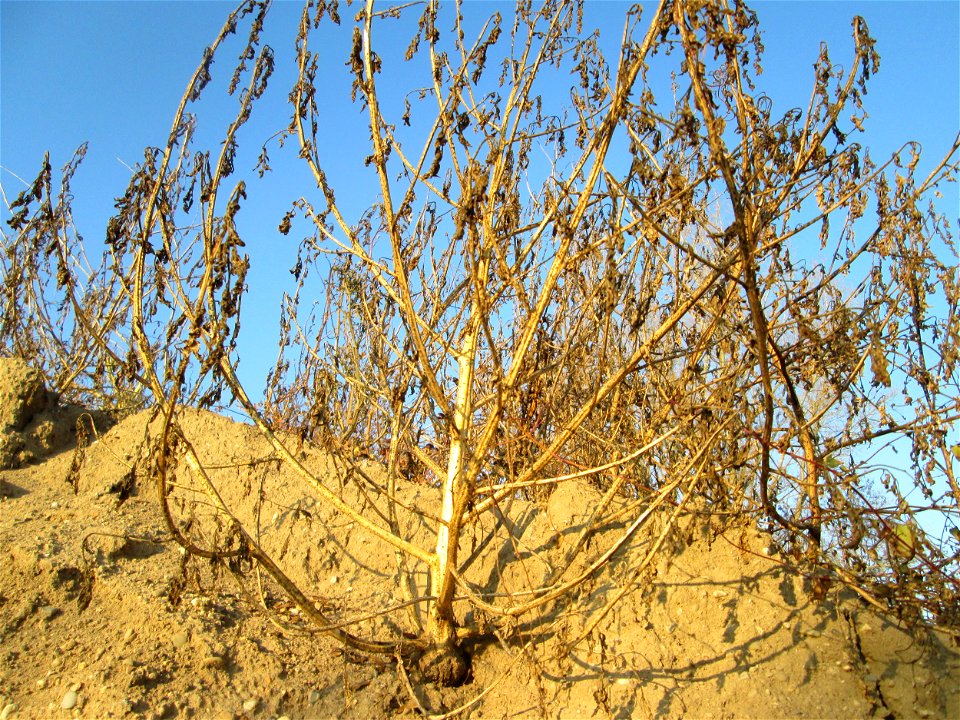 Weißer Gänsefuß (Chenopodium album) bei Reilingen - kaum ist irgendwo ein Sandhügel aufgeschüttet ist dieser Gänsefuß eine der ersten Pflanzen darauf
