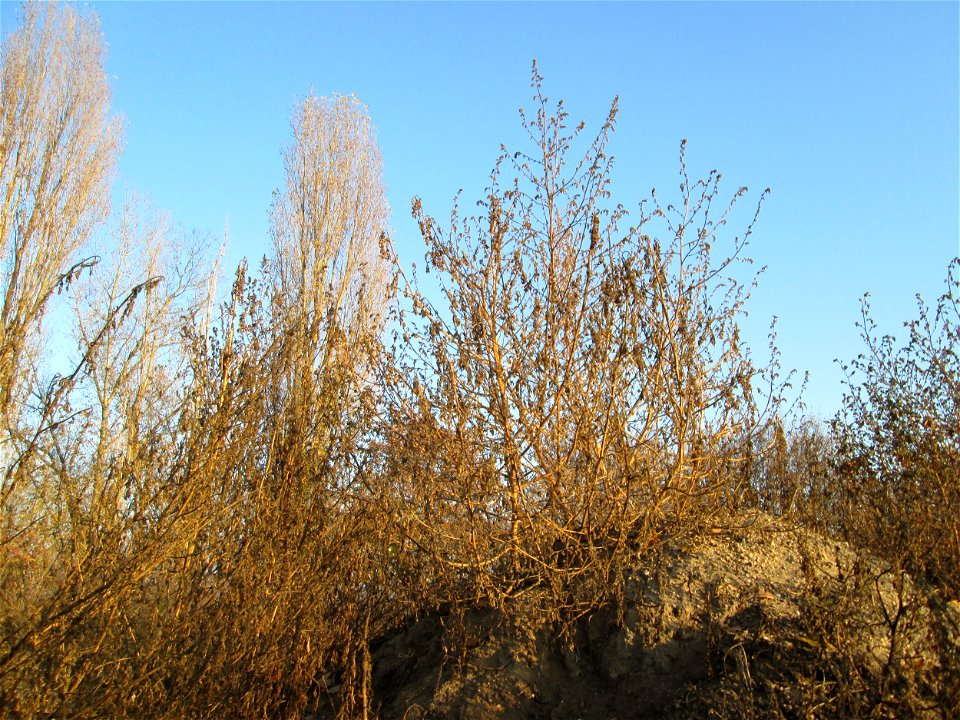 Weißer Gänsefuß (Chenopodium album) bei Reilingen - kaum ist irgendwo ein Sandhügel aufgeschüttet ist dieser Gänsefuß eine der ersten Pflanzen darauf