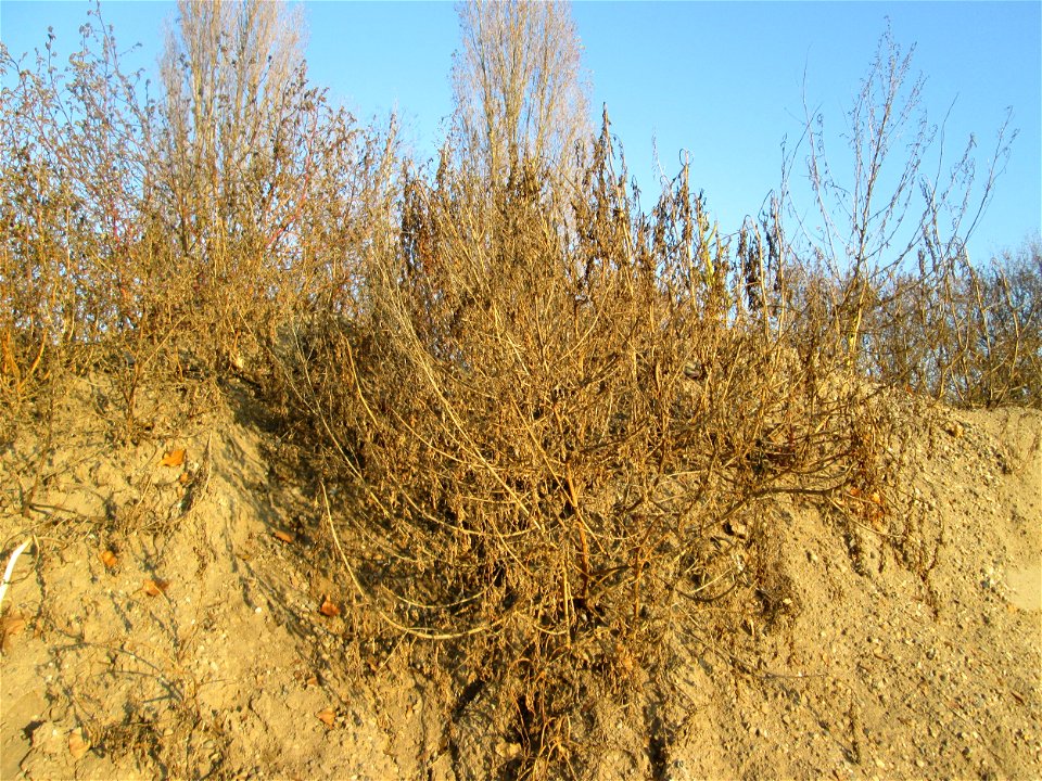 Weißer Gänsefuß (Chenopodium album) bei Reilingen - kaum ist irgendwo ein Sandhügel aufgeschüttet ist dieser Gänsefuß eine der ersten Pflanzen darauf
