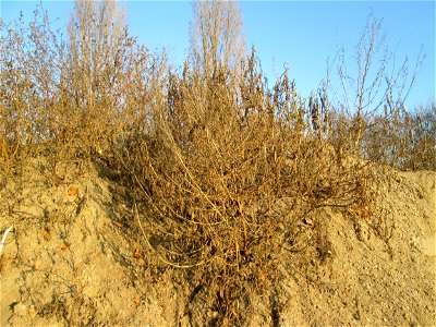 Weißer Gänsefuß (Chenopodium album) bei Reilingen - kaum ist irgendwo ein Sandhügel aufgeschüttet ist dieser Gänsefuß eine der ersten Pflanzen darauf