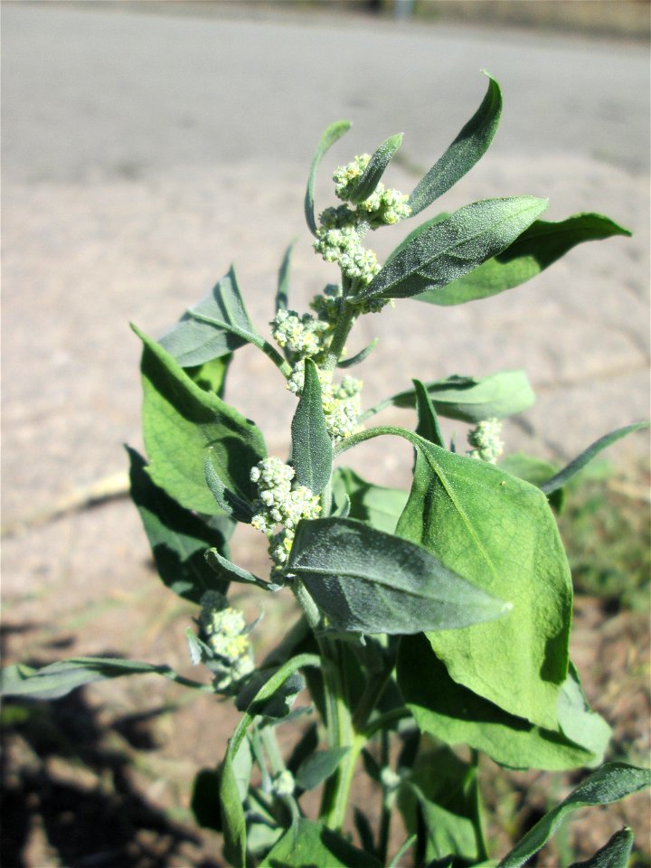 Weißer Gänsefuß (Chenopodium album) in Bischmisheim