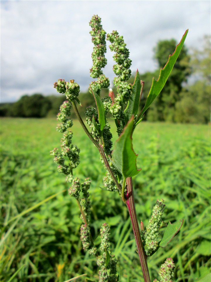 Weißer Gänsefuß (Chenopodium album) auf einer Ackerbrache an der Saaraue Grosbliederstroff